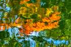 Water reflection, Furuichi Kofungun, water surrounding ancient burial mound, Habikino, Osaka, Japan Art Print